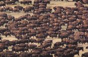 Buffalo herd